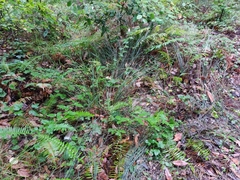 Juncus patens