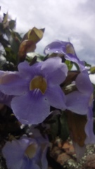 Thunbergia grandiflora