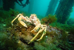 Leptomithrax gaimardii