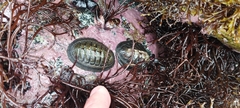 Chiton granosus