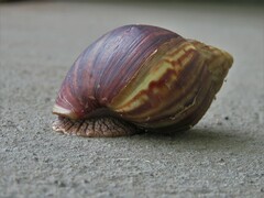 Lissachatina immaculata