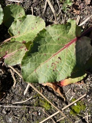 Rumex obtusifolius