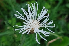 Centaurea jacea