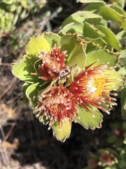 Leucospermum oleifolium