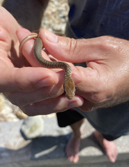 Masticophis mentovarius