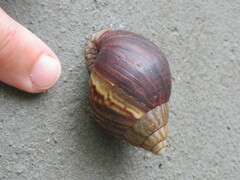 Lissachatina immaculata