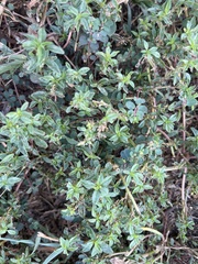 Amaranthus blitoides