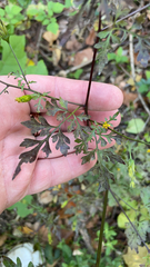 Bidens bipinnata