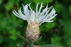 Centaurea jacea