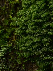 Hymenophyllum wilsonii