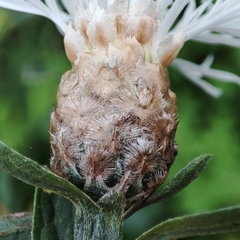 Centaurea jacea