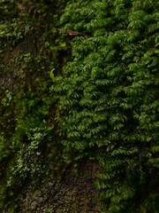 Hymenophyllum wilsonii