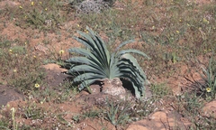 Boophone haemanthoides