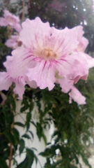 Podranea