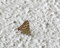 Cigaritis ictis