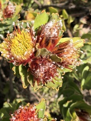 Leucospermum oleifolium