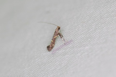 Caloptilia triadicae