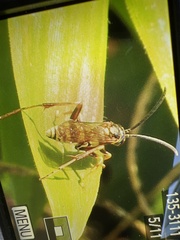 Ceropales maculata