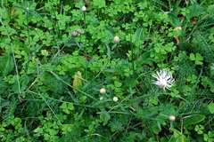 Centaurea jacea