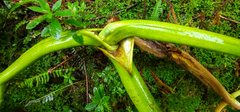 Angelica lignescens