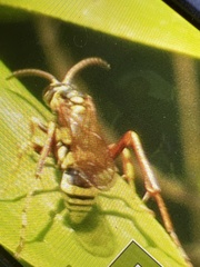 Ceropales maculata