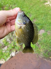 Lepomis macrochirus × cyanellus
