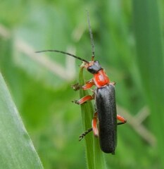 Cantharis pellucida