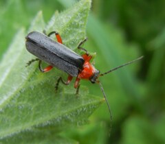 Cantharis pellucida