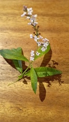 Aloysia citrodora