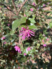 Loropetalum chinense