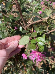 Loropetalum chinense