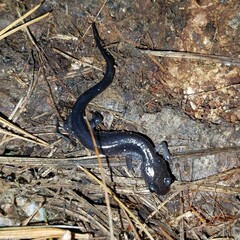 Plethodon chattahoochee