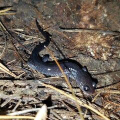 Plethodon chattahoochee