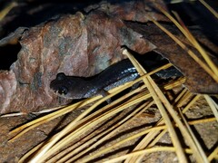 Plethodon chattahoochee