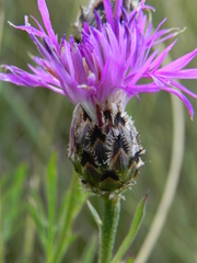 Centaurea ambigua
