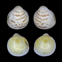 Laevicardium mortoni