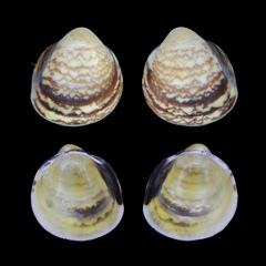 Laevicardium mortoni