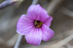 Oxalis laciniata