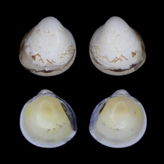 Laevicardium mortoni