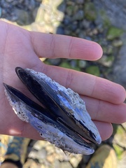 Mytilus planulatus