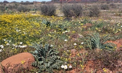 Boophone haemanthoides