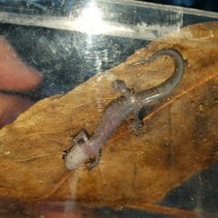 Plethodon chattahoochee