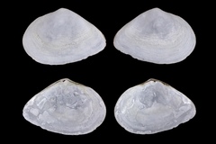 Cumingia sinuosa