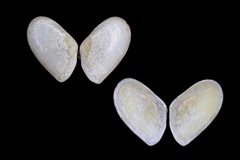 Ameritella agilis