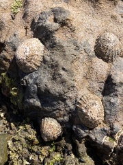 Cellana denticulata
