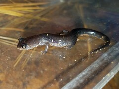 Plethodon chattahoochee