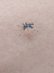 Aedes sierrensis