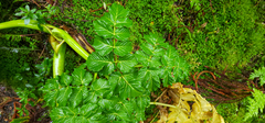 Angelica lignescens
