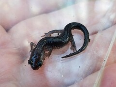 Plethodon chattahoochee
