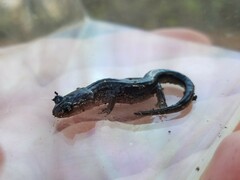 Plethodon chattahoochee